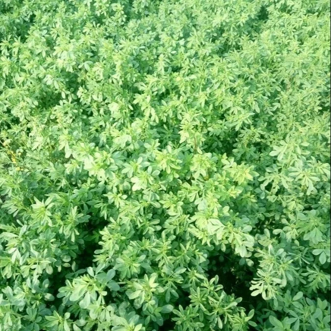 
Animal Feed Timothy Alfalfa Lucern hay in bales wholesale 