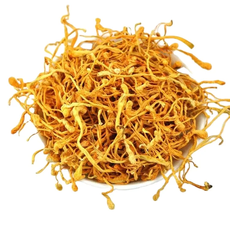 Detan Cordyceps Militaris Mushroom Best Price High Cordycepin Organic
