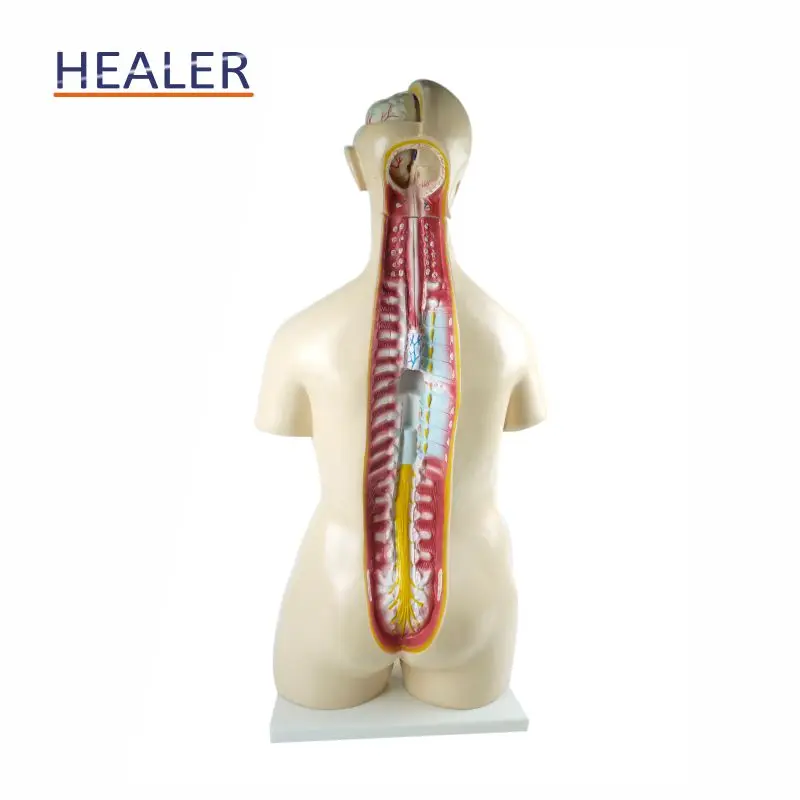 Human Half Body Manikin Organ Teaching Model, Anatomical Human Body Torso Anatomy Model