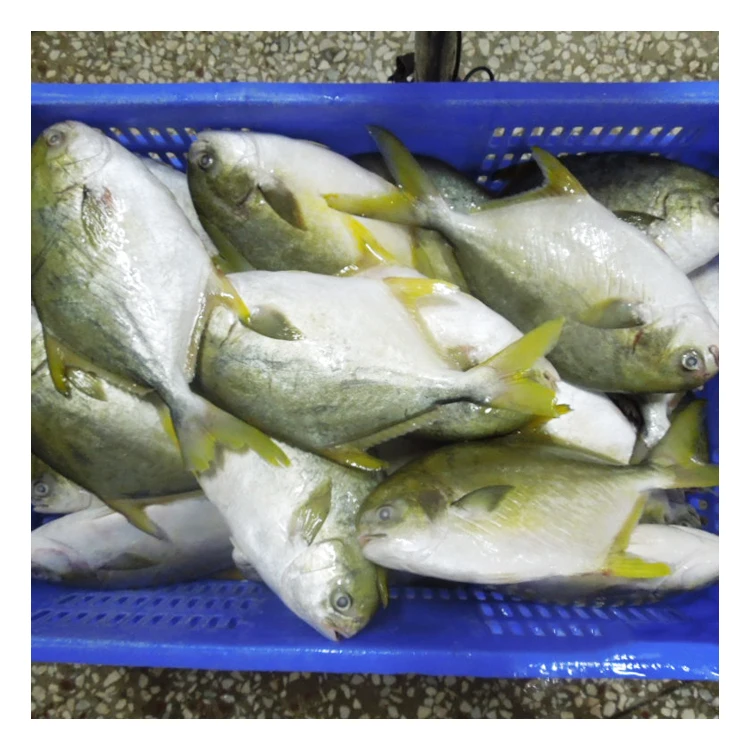 Fast Shipment Frozen Whole Round Golden Pompano Fish from China