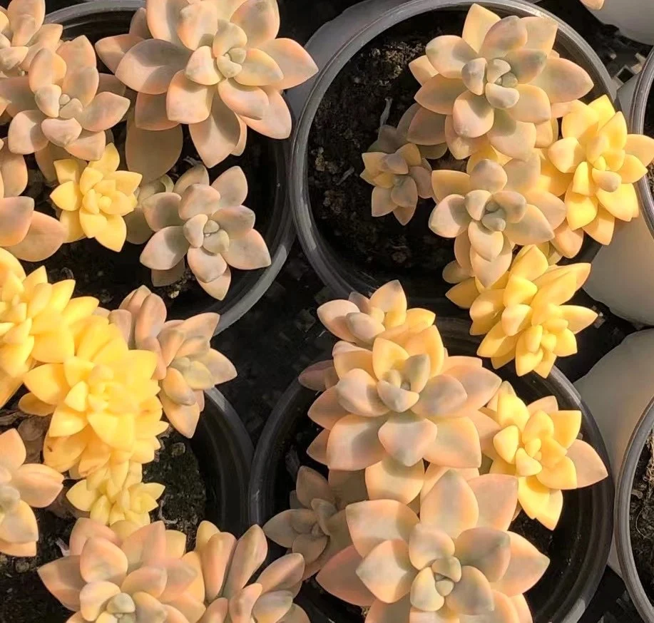 
Special ins promotion Succulent Haworthia truncata Hokusai natural live plants real succulent bonsai 