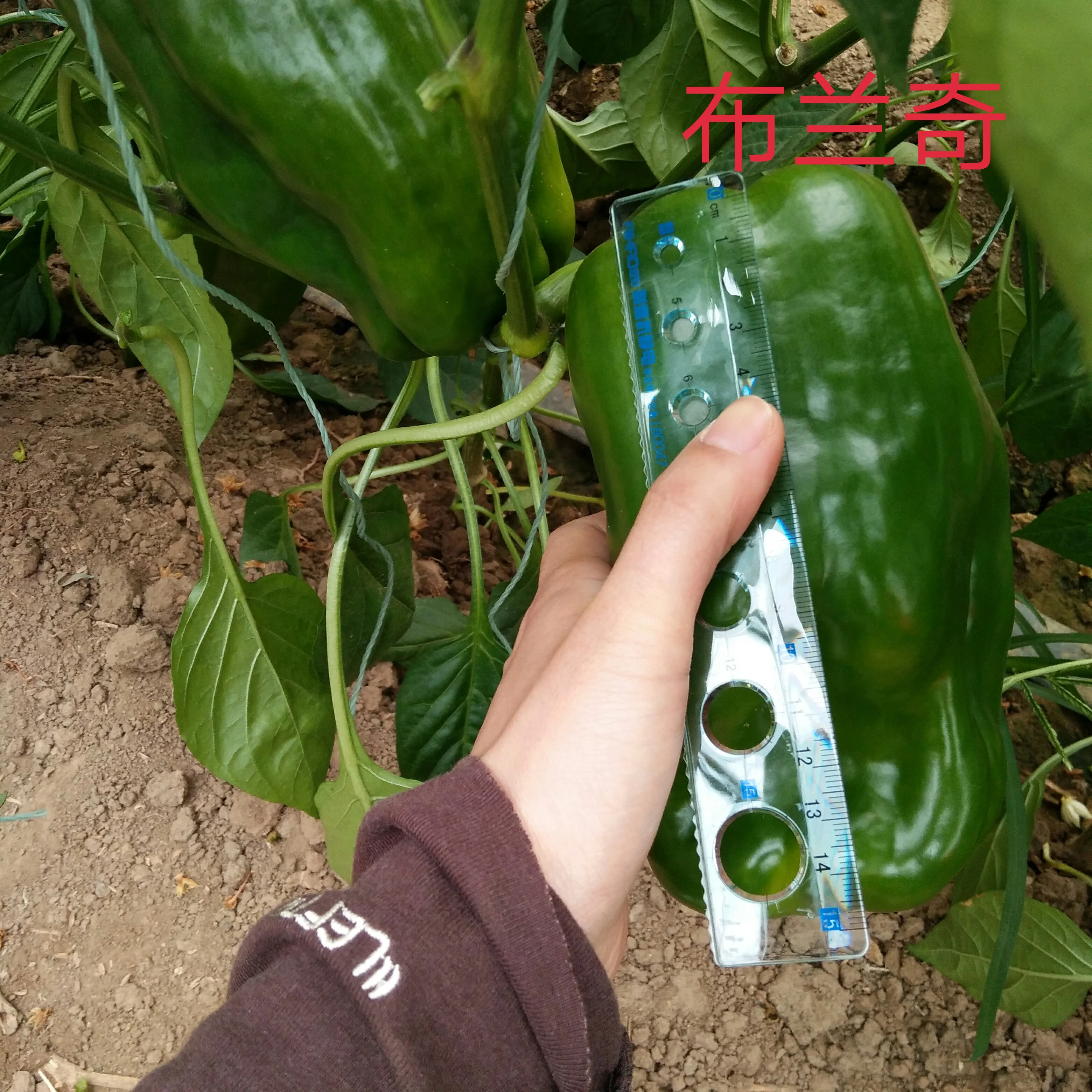 
Long sweet pepper seeds Blanche F1 for sale 