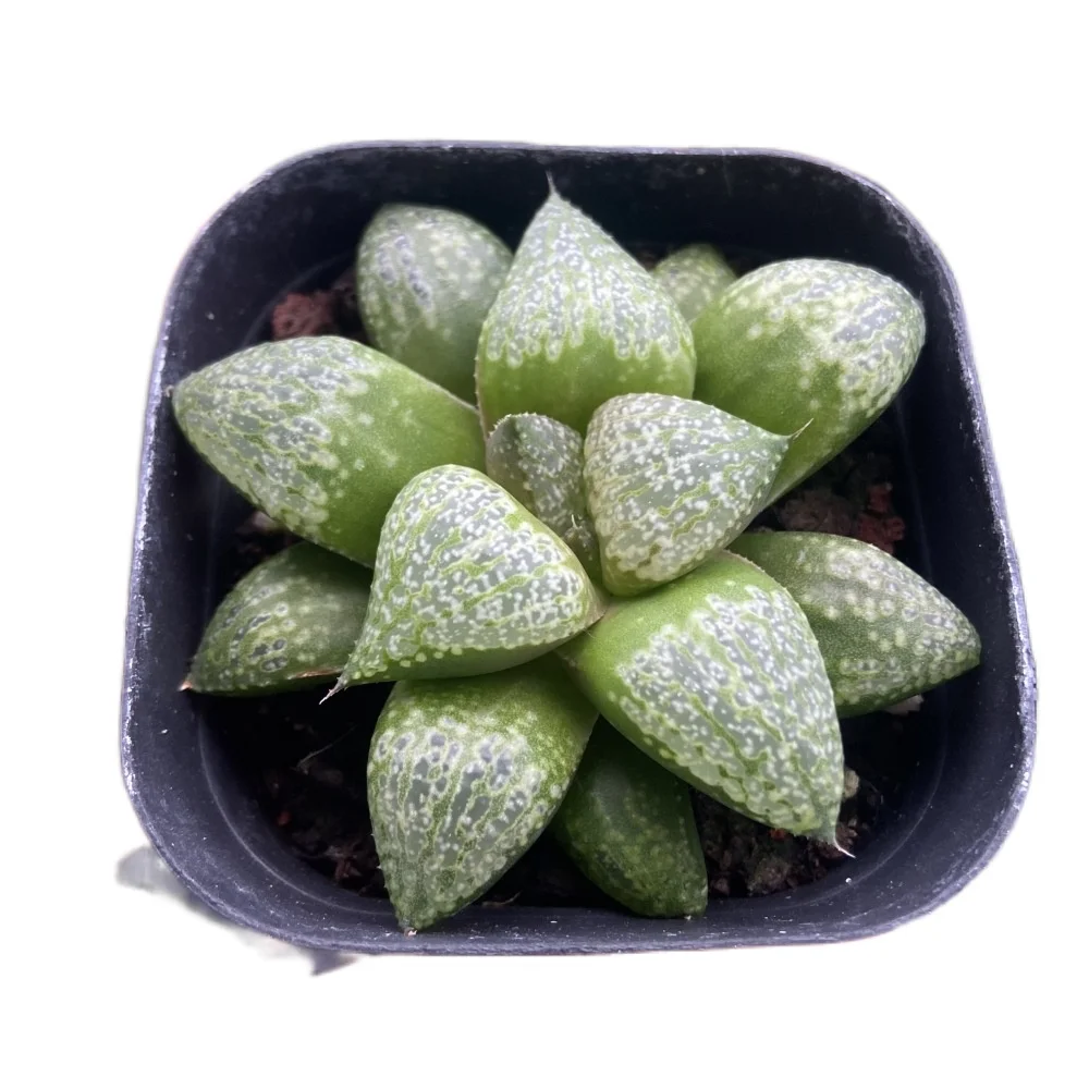 
Hot selling succulents indoor ornamental plants haworthia cooperi var 