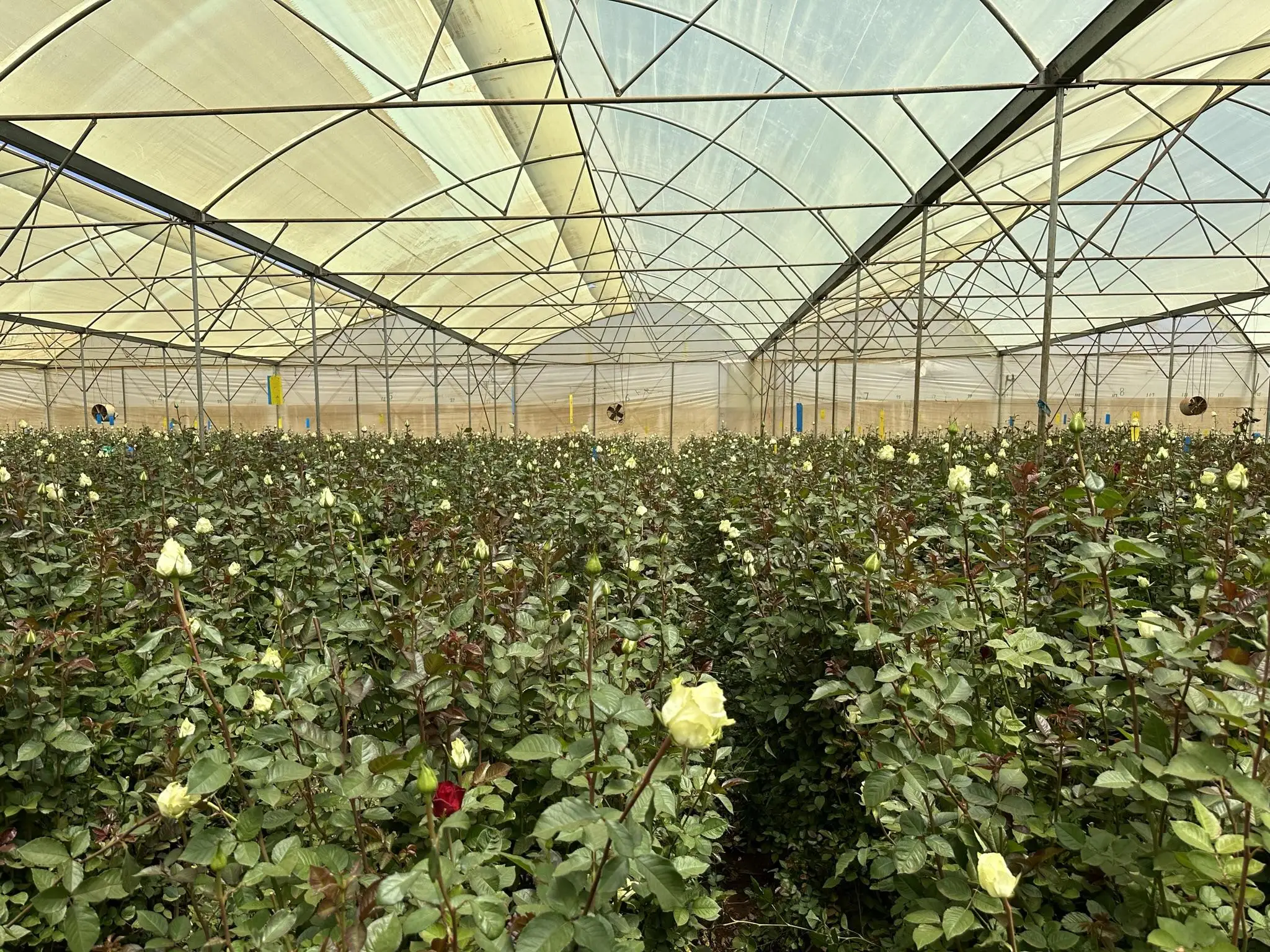 Wholesale 6+ Colours Large Headed 62cm Kenyan Fresh Cut Roses Wedding Flowers Box with 5cm Cold Chain and Bud Mixed Rose Stems