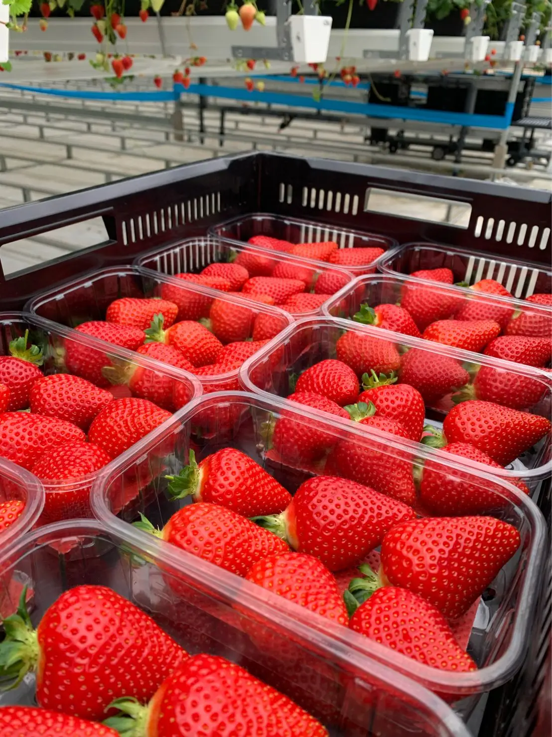 Good Flavor Red Strawberry Seeds for Sale