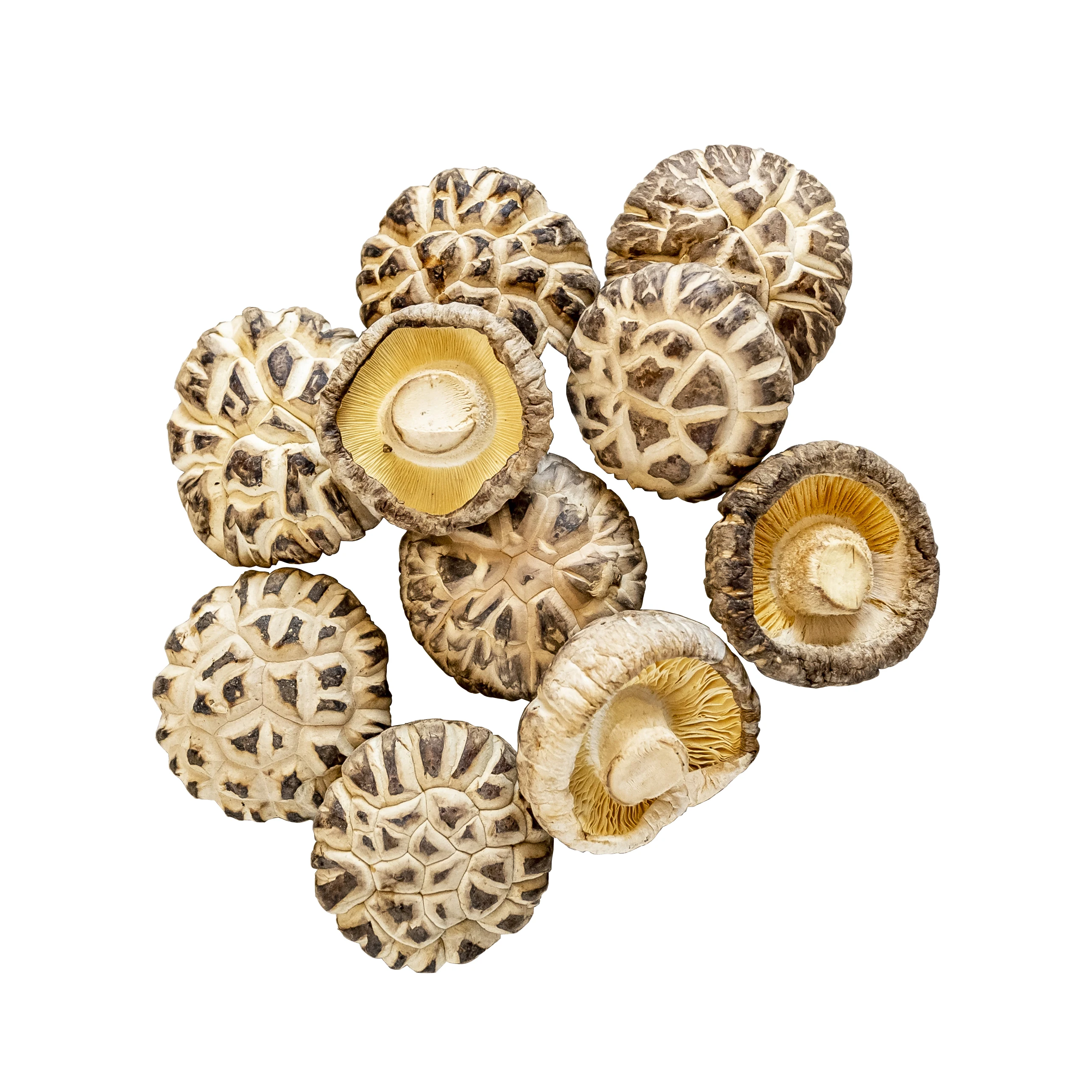 Superior Quality Driedshiitake Mushroom Magic Mushroom
