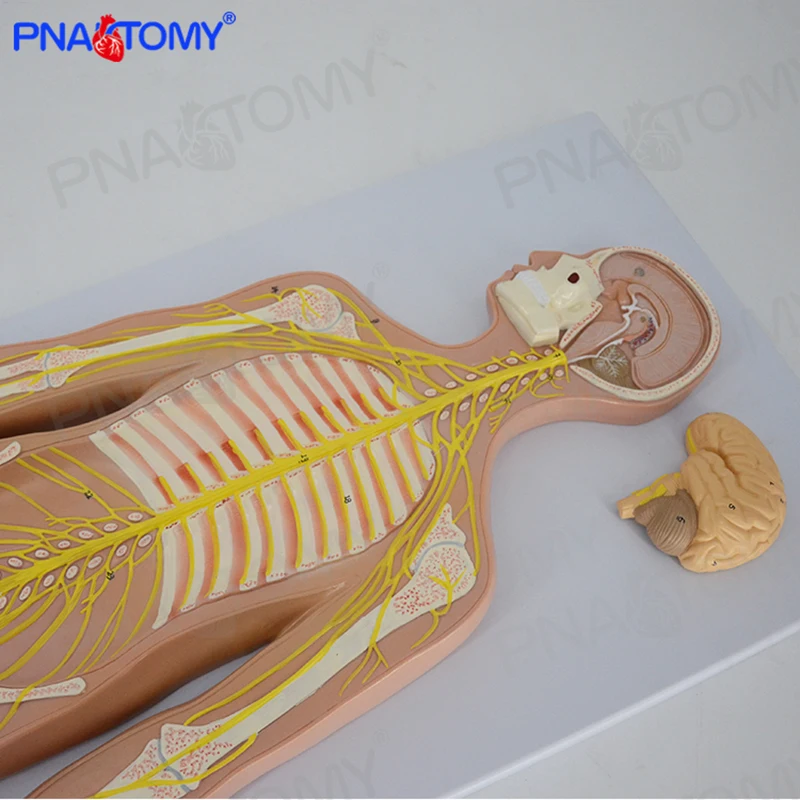 Human Nervous System Anatomical Model Brain Anatomy Spine and Skeleton Nerves Educational Equipment Medical Sciences