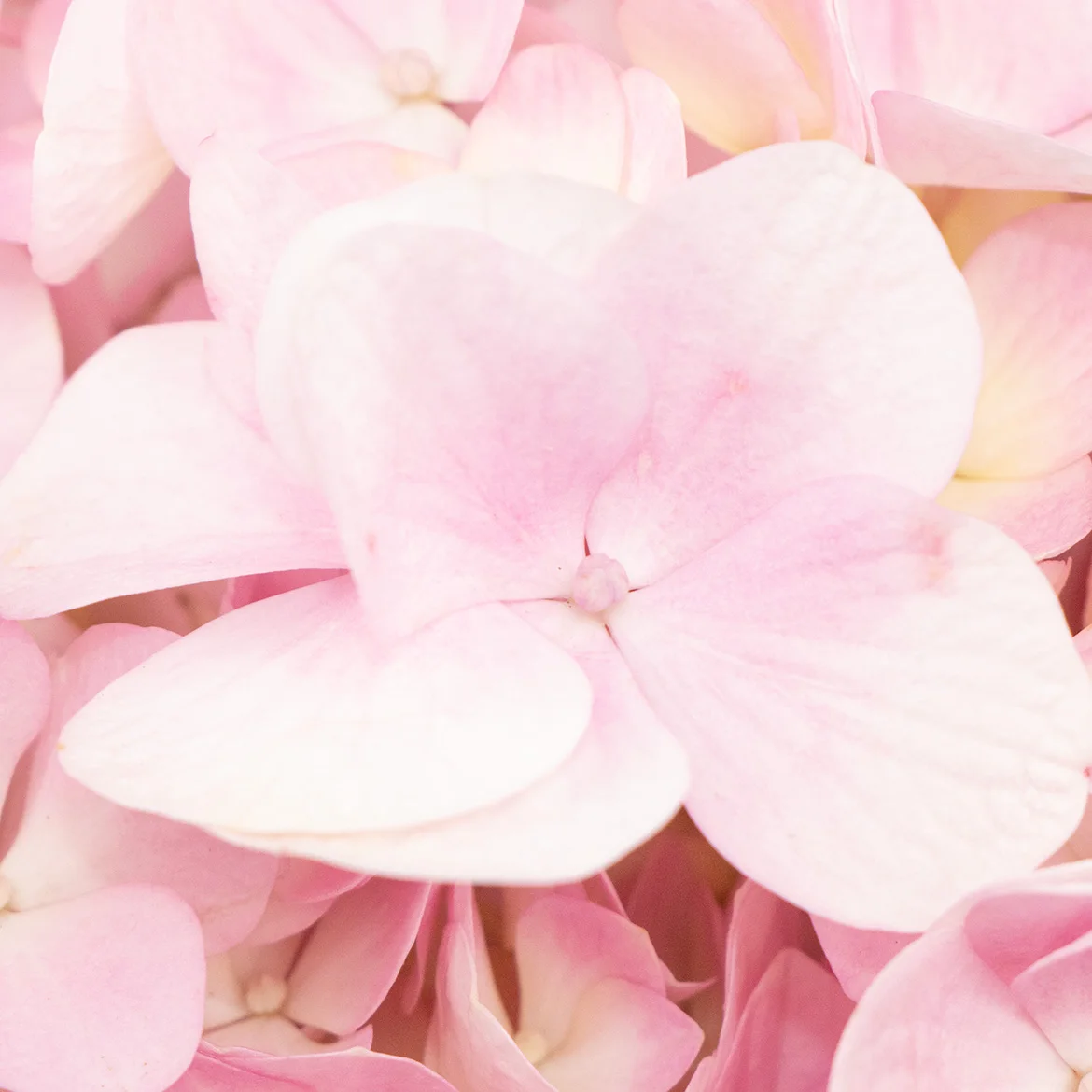 Wholesale Beautiful Fresh Cut Hydrangea Flowers for Weddings Home Office Decoration