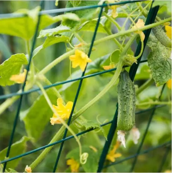 Garden Trellis Cucumber Trellis