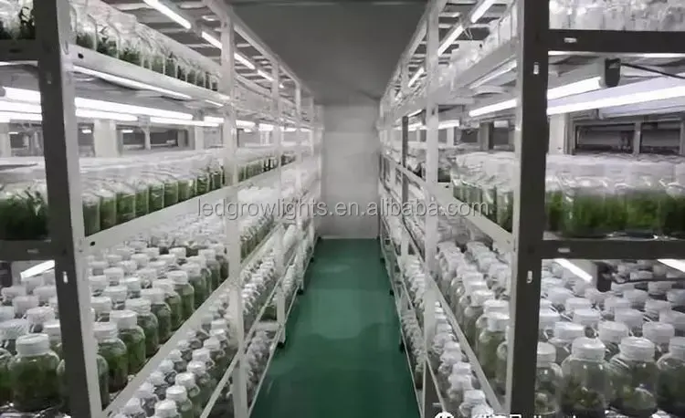 tissue culture rack (3).jpg