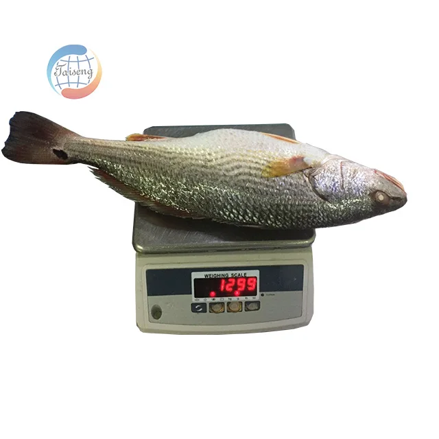 frozen red drum fish China export 700-1000g 1000-2000g 2000+g  whole round redfish 10lbs 1kg/bag bulk iwp