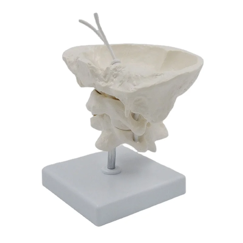 Detachable Human Occipital Bone Medical Anatomy Model With Atlas And Cardinal Vertebrae