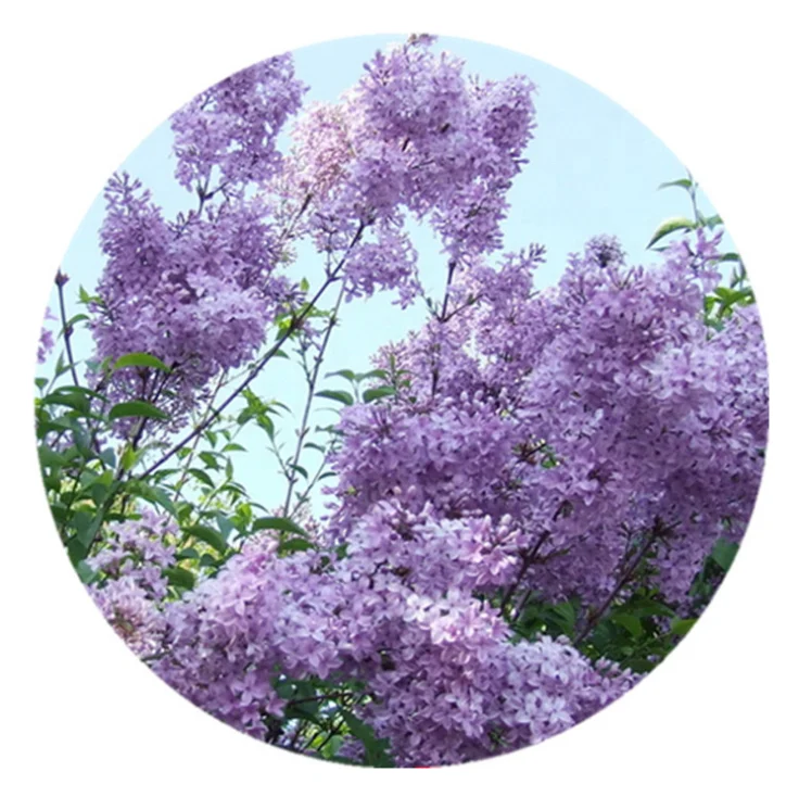 Количество семян гвоздики мелких листьев превосходное, оптом и в розницу