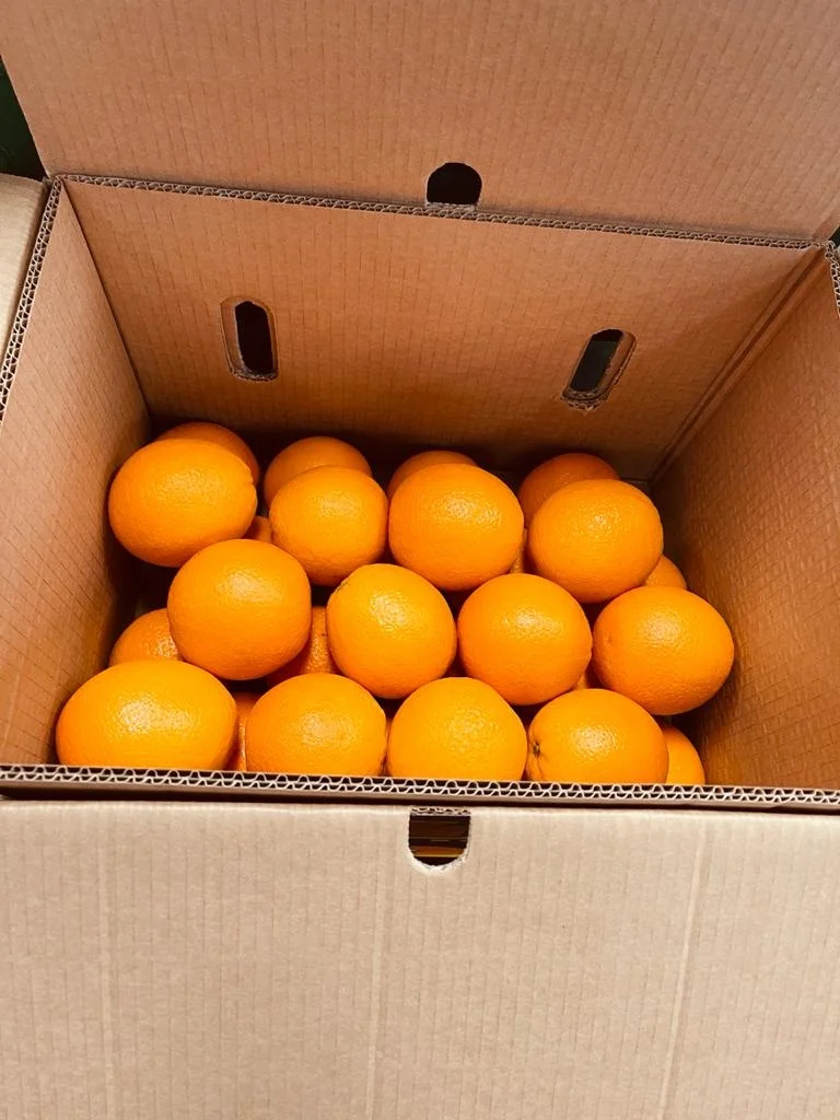 FRESH ORANGE(Navel oranges / Valencia oranges)