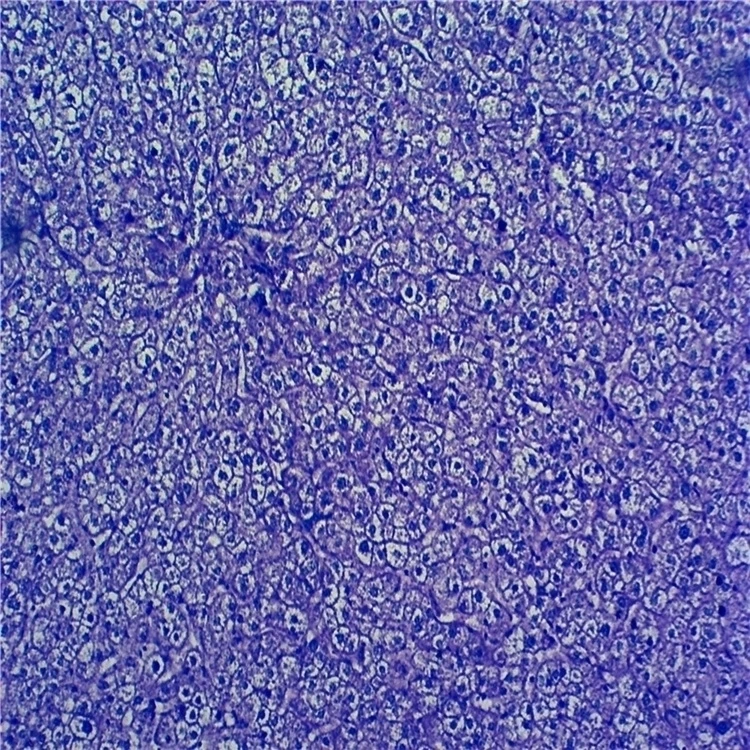 Заводские высококачественные и по лучшей цене сделано в Китае патология животных приготовленные слайды для