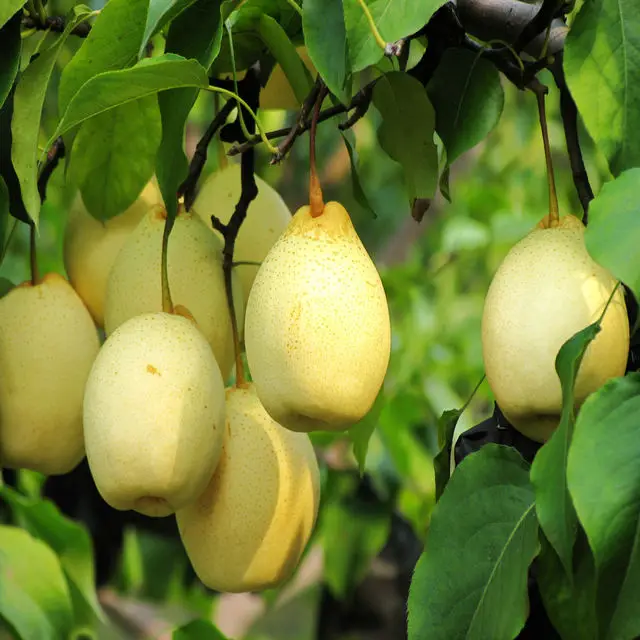 Fresh Fruit Shanong Su Pear,Local plant base directly supply