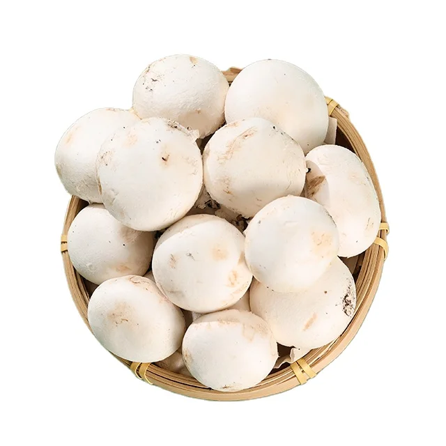 Finc grow spaw  agriculture mushroom fresh cottage white mushroom