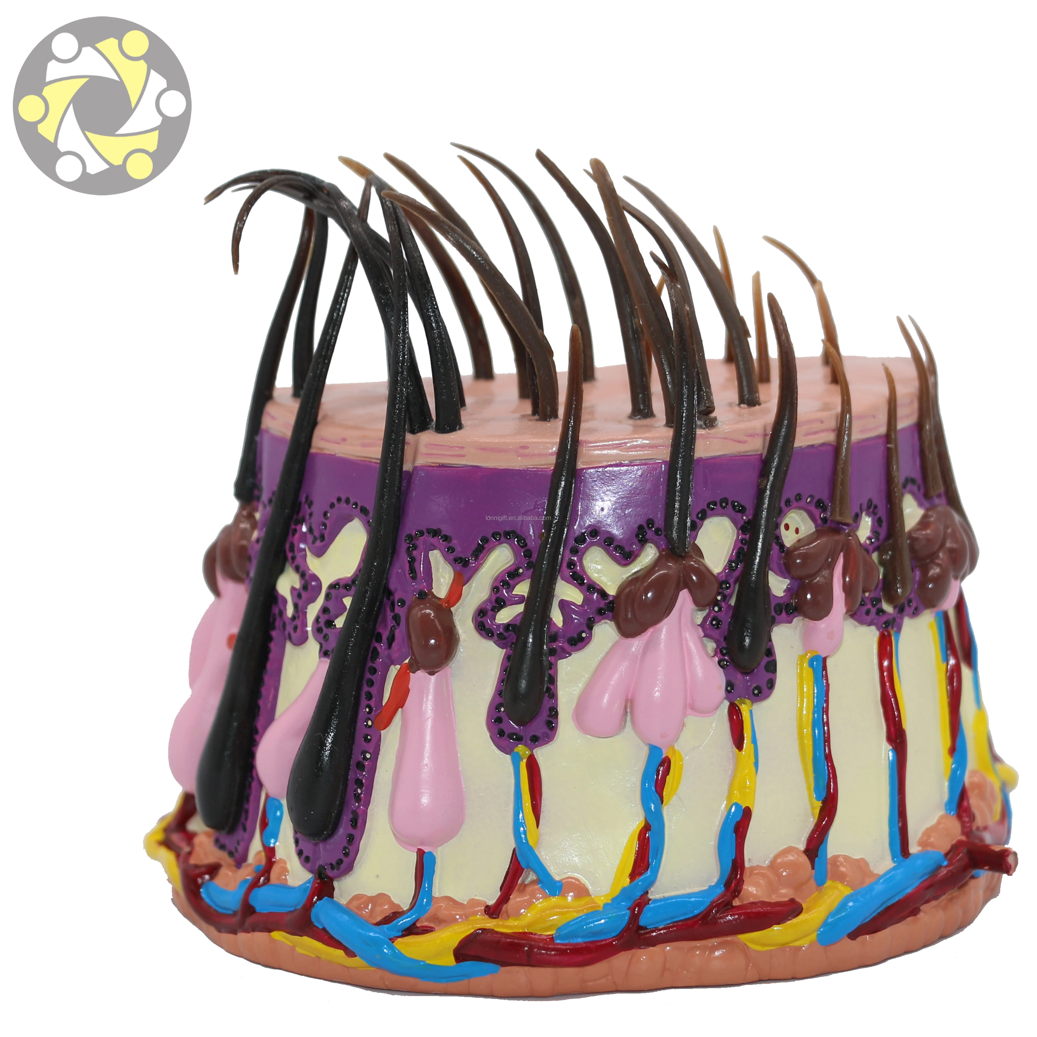 Medical science anatomic model of hair follicle Scalp demonstration model Shampoo efficacy demonstration model