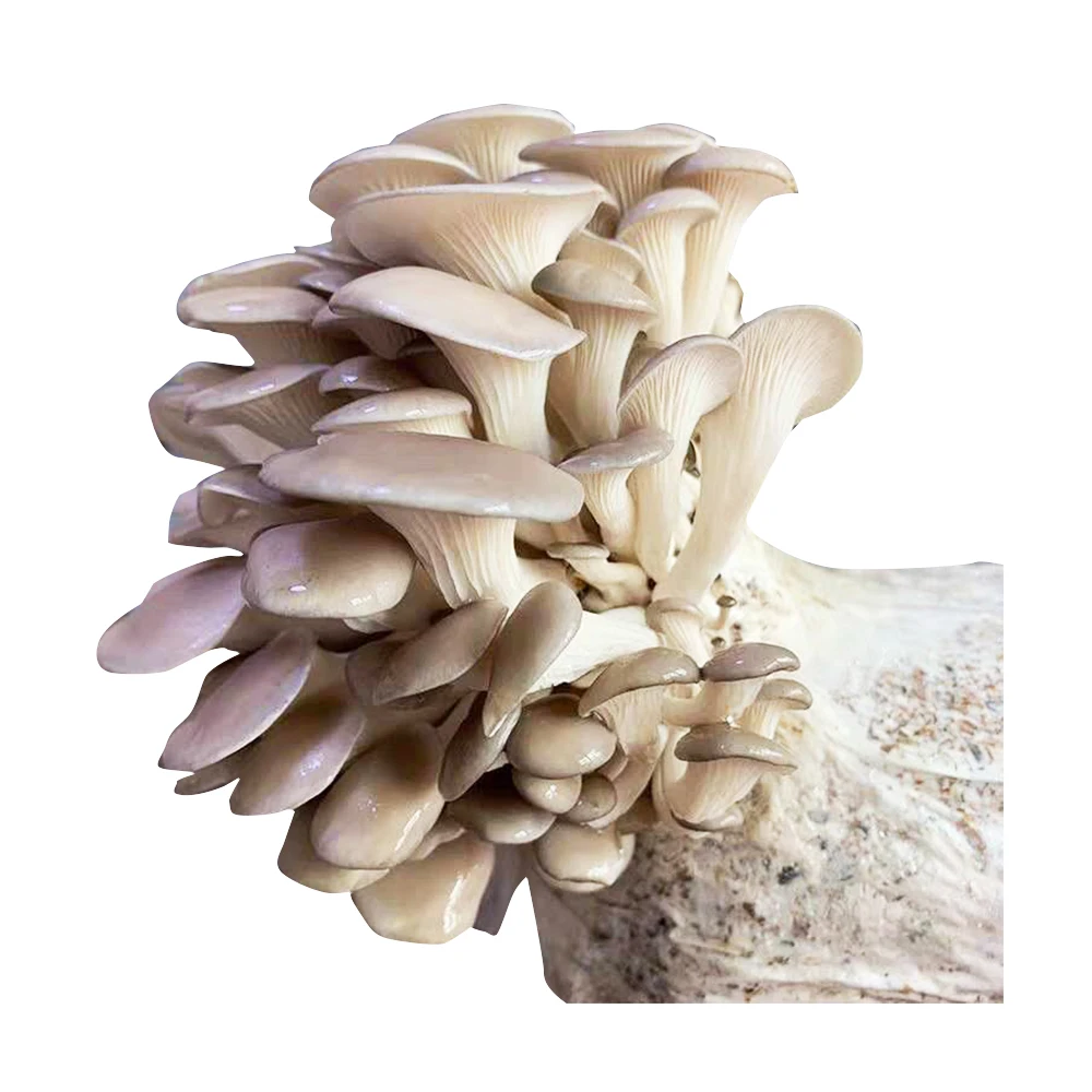 
Farm organic fruitwood grey oyster mushroom spawn logs seeds oyster mushroom sticks 