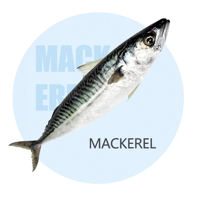 Производитель X17 замороженная Тихоокеанская скумбрия рыба japonicus saba 300-400 г