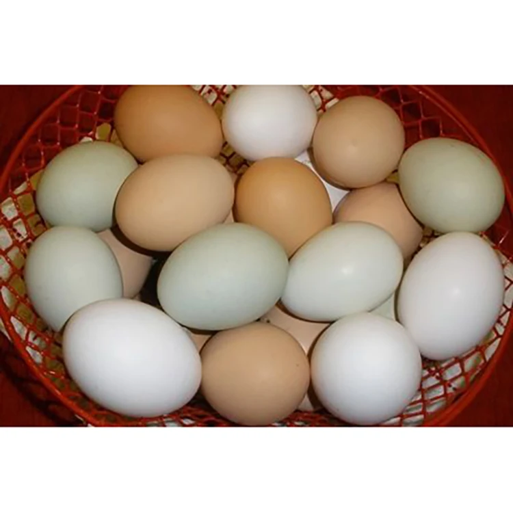 High Protein Natural Food USA Exporter Supplier Wholesale Fresh White Brown Chicken Cheap Hen Eggs For Sale
