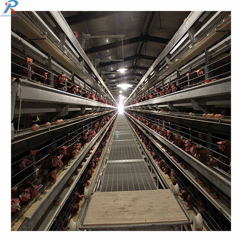 Prefab Chicken Farm Steel Structure Poultry Farm And Layer Hen House Chicken Broiler Shed