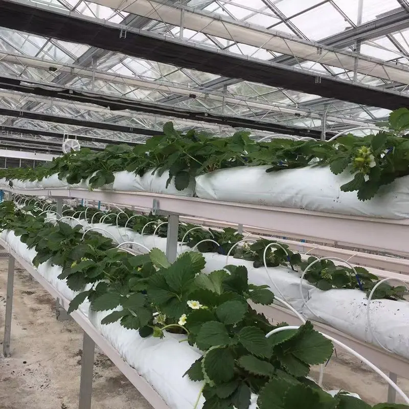 Farming plants agriculture growing greenhouse with soilless cultivation equipment For Tomatoes/Peppers/strawberry