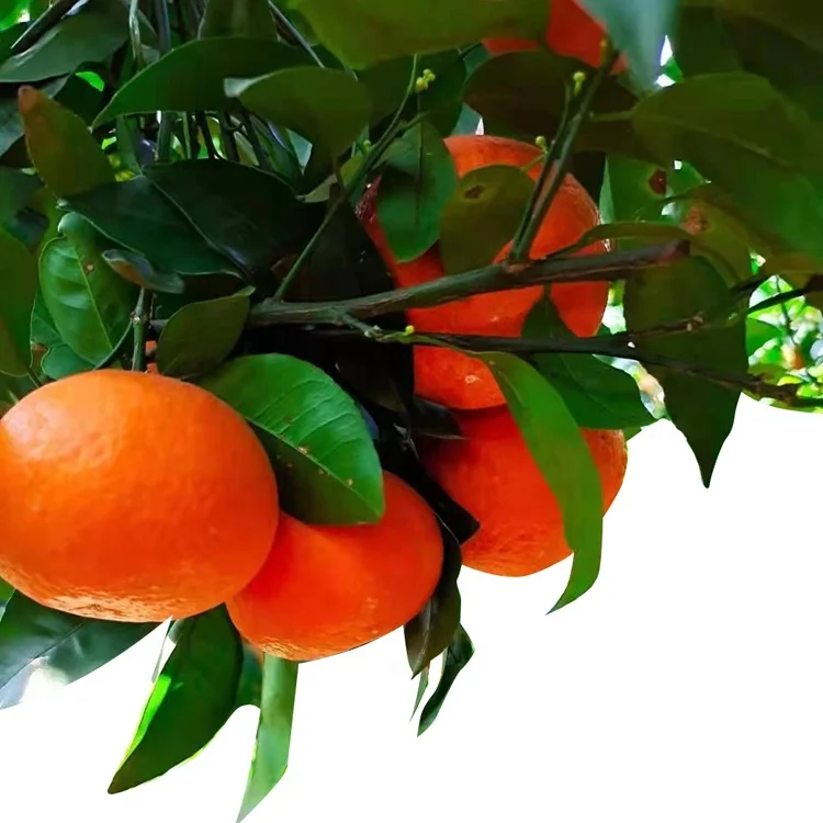 Low Price Premium Chinese Mandarin Organic Navel Fresh Sweet Delicious Orange