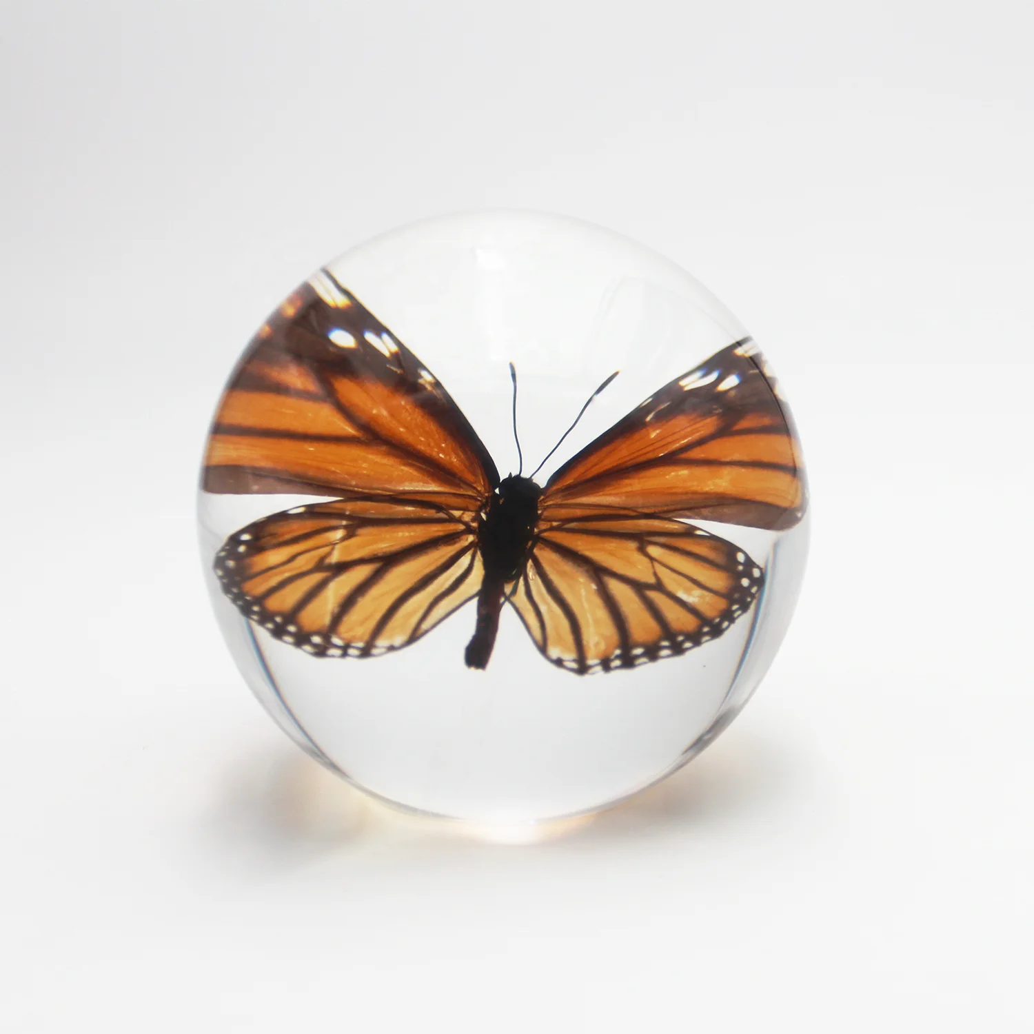 Real insect paperweight butterfly taxidermy real butterflies specimen resin ball 80*75mm