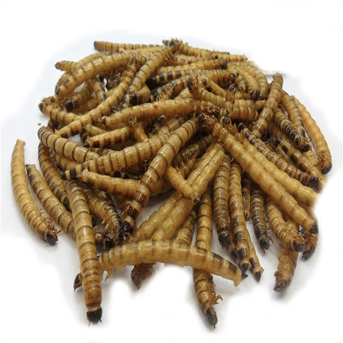 
dry yenilebilir bocek kurutulmus mealworm storage tenebrio molitor dried yellow mealworm 
