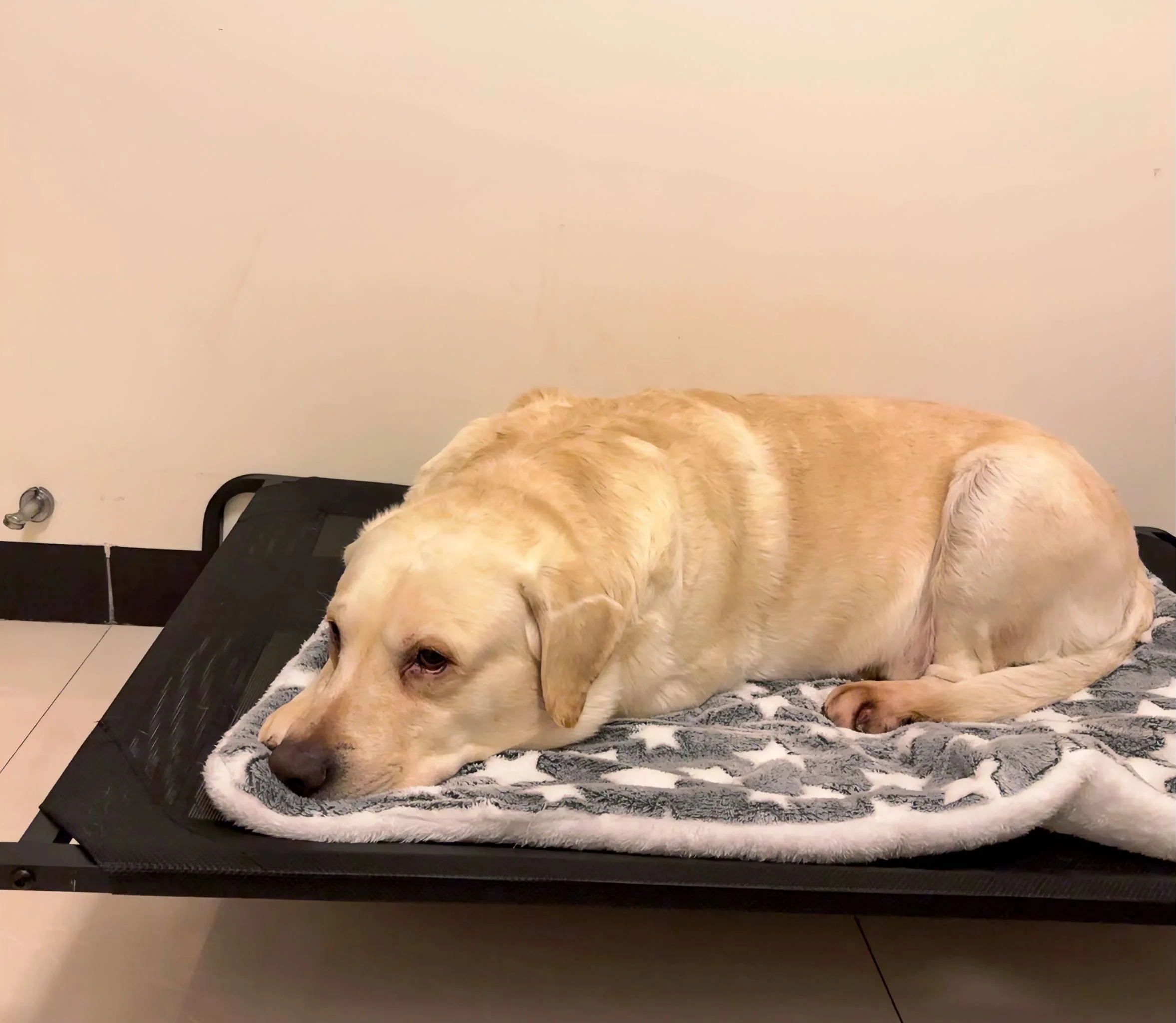 TESLIN Fabric Portable Durable Frame Elevated Dog Cot Sustainable Raised Dog Bed for Large Dogs for Camping