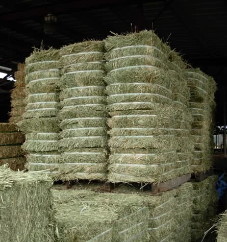 Best Quality American Alfalfa Hay Timothy Hay Cattle Horse Pets Sheep 500g Sample