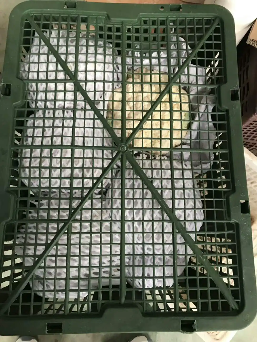 Низкая цена, овощи, натуральная свежая капуста, новый урожай, белая капуста хорошего качества