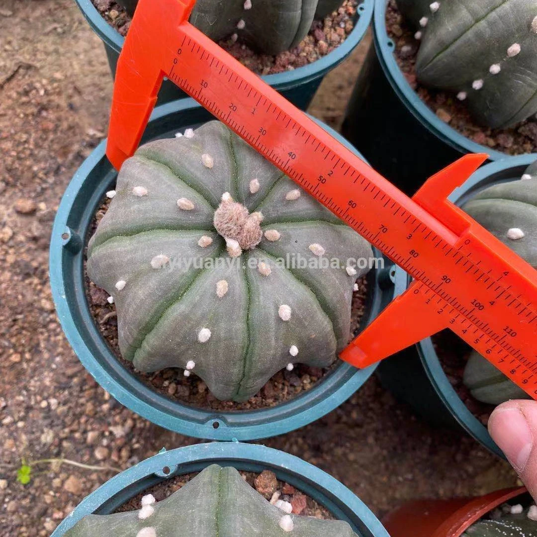 
Star shape Wholesale cactus natural plant woody plants blooming cactus 