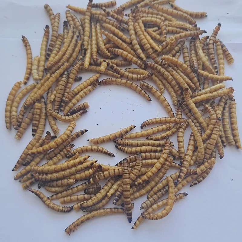 Feed Your Pets the Best. Great for Lizards, Turtles, Snakes & Other Reptiles. Nutritious & Sustainable. Dried Barley Worms