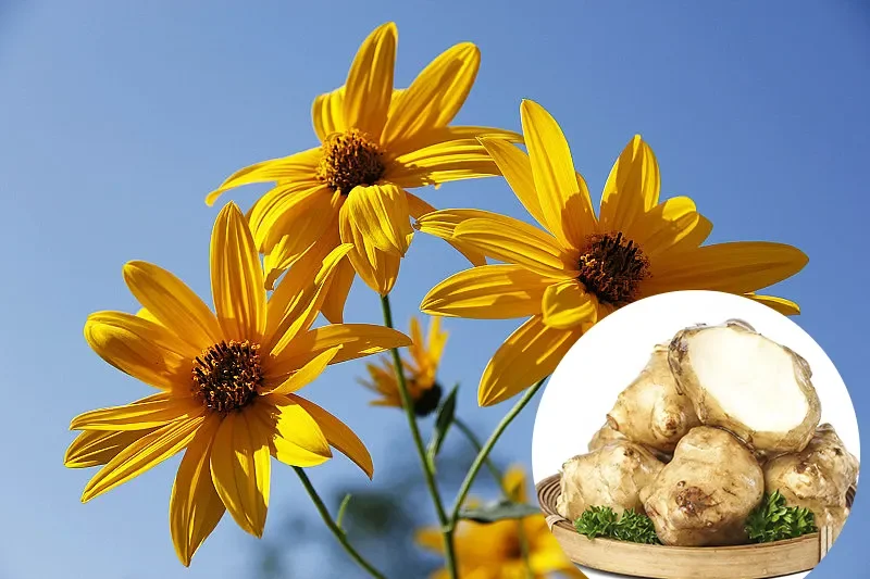 High Quality Natural Inulin Powder Chicory Root extract inulin Bulk organic Inulin