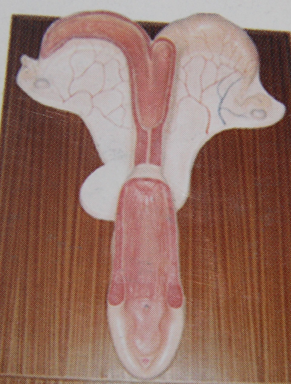 horse anatomical model anatomy models of animals