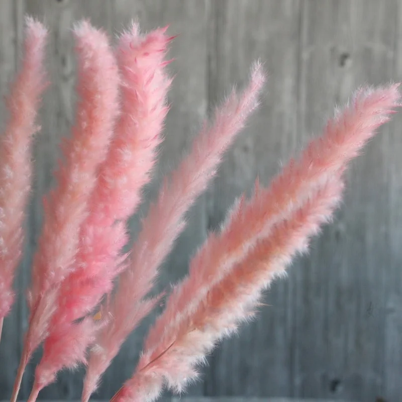 
Wholesale 100% natural Yunnan dried pampas grass decorative flowers 