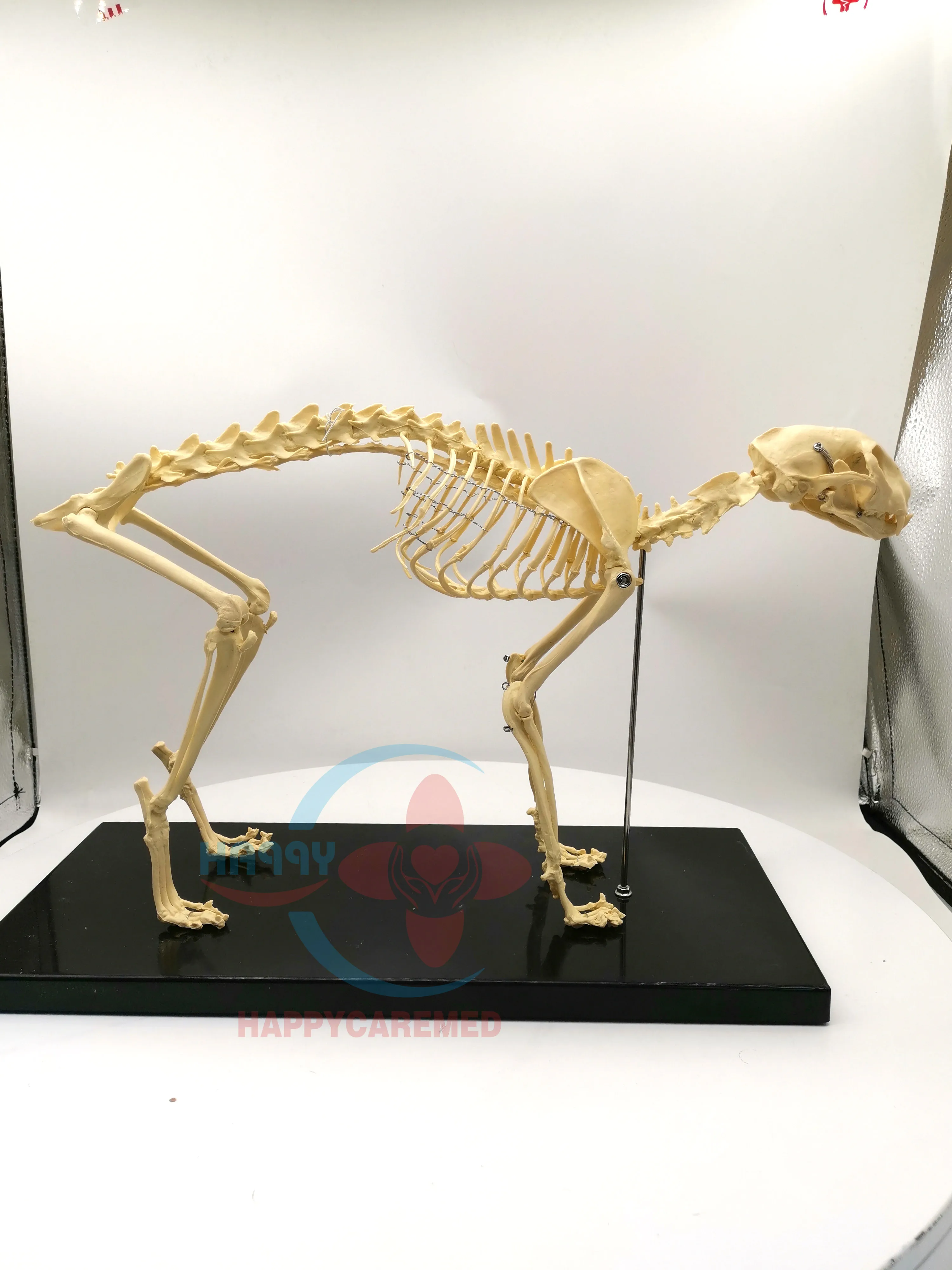 HC-R125A veterinary medical feline model Cat skeleton demonstration model