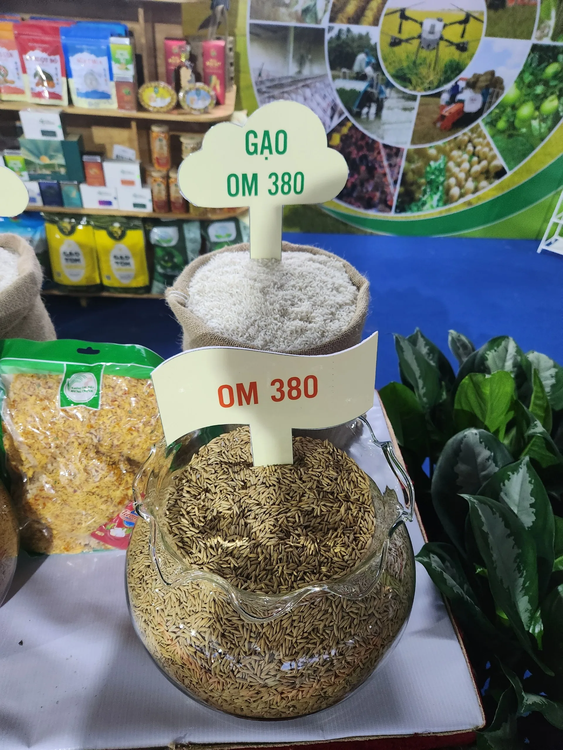 Max 2023 Soft White Jasmine Rice Fresh Grain Origin from Vietnam 6.8mm Style with Dried White Color Packing Style Time