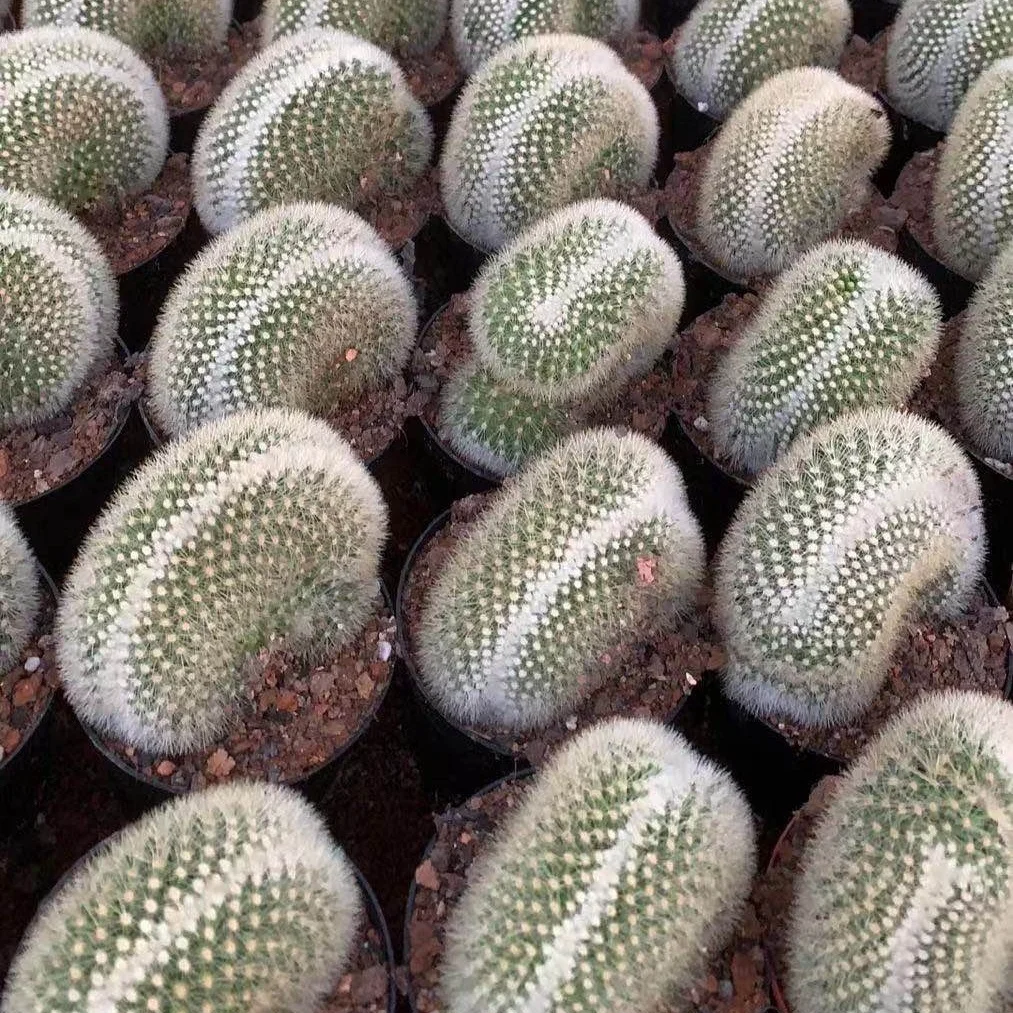 
Cactus crested wholesale Live Cactus Succulent Plants indoor plant 