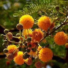 Golden Acacia Sweet Acacia Extract 10:1 Combretum Powder Acacia Catechu Extract Powder