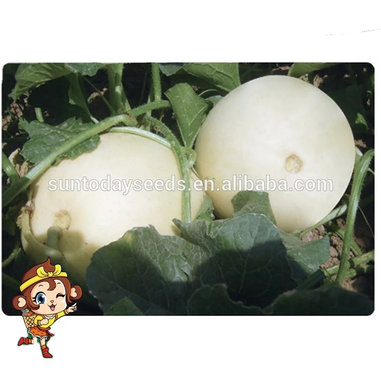 
Round soft white hybrid sweet melon F1 seeds 100g/bag 