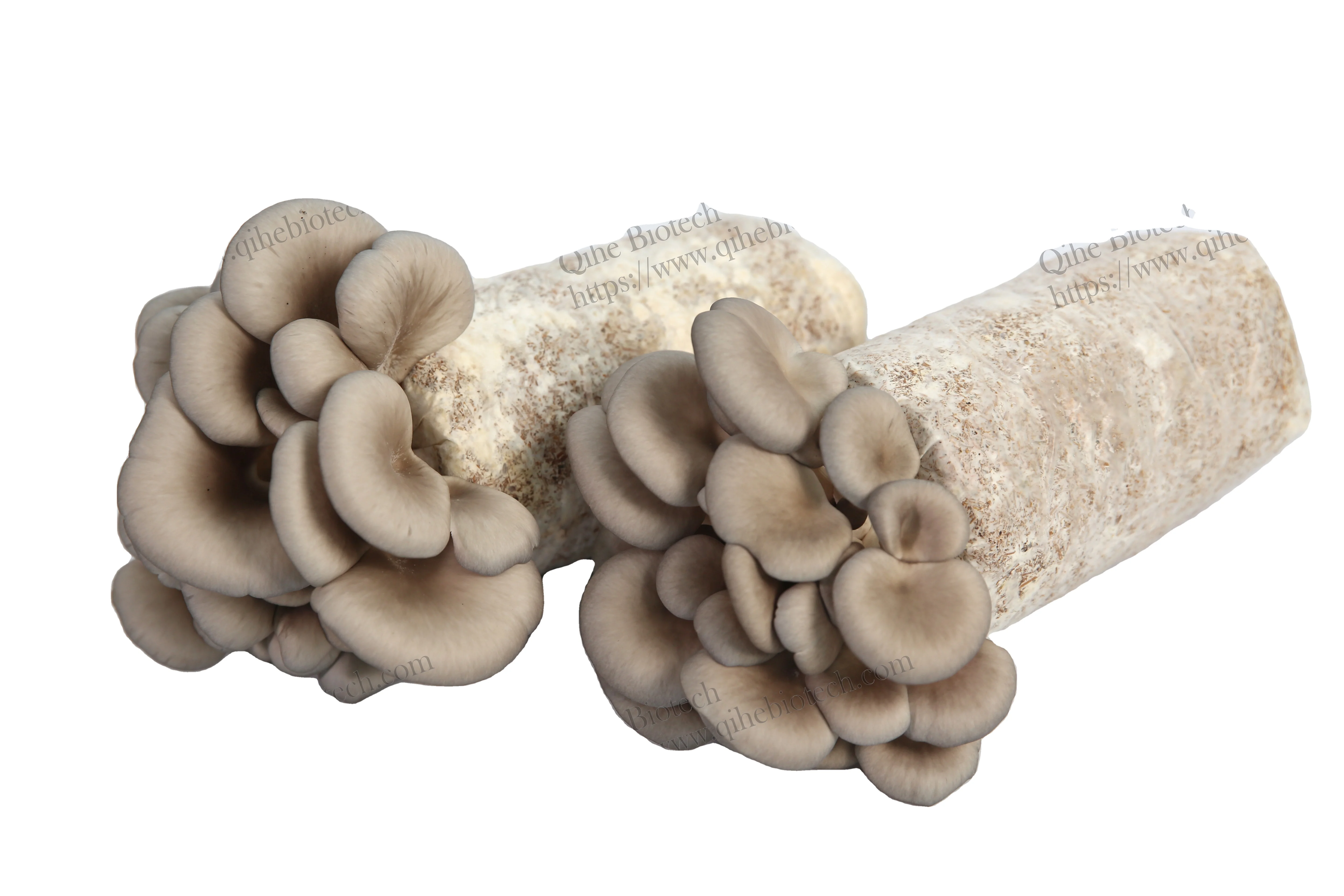 Farm grow organic sawdust growing bag inoculated grey oyster mushroom spawn logs