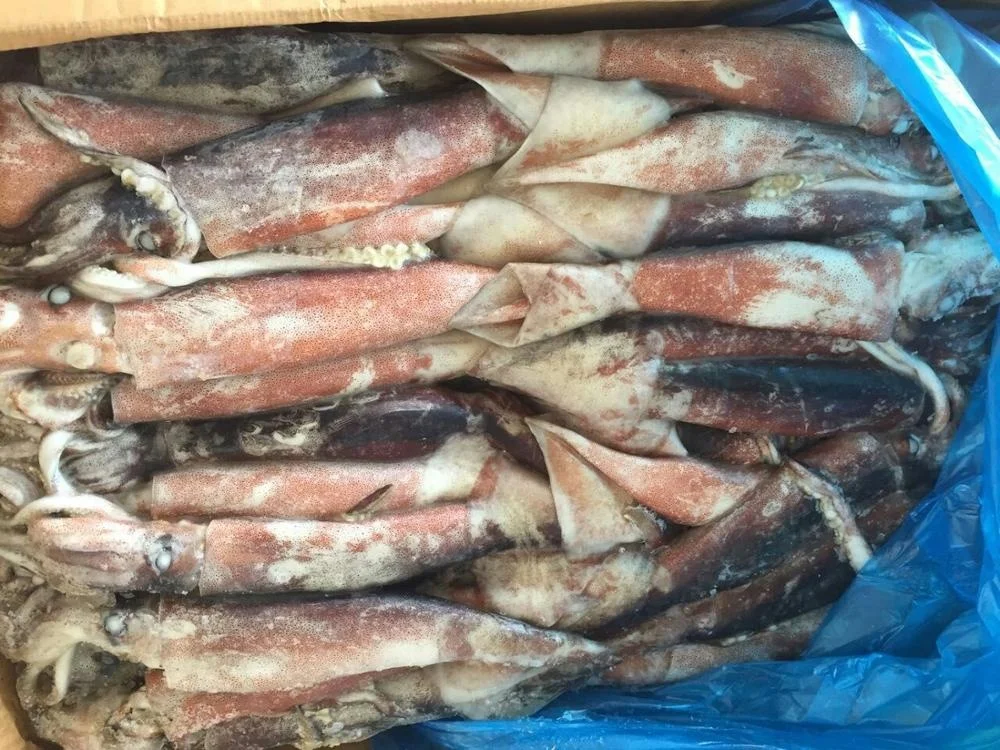 Low price Japanese Squid / Todarodes Pacificus