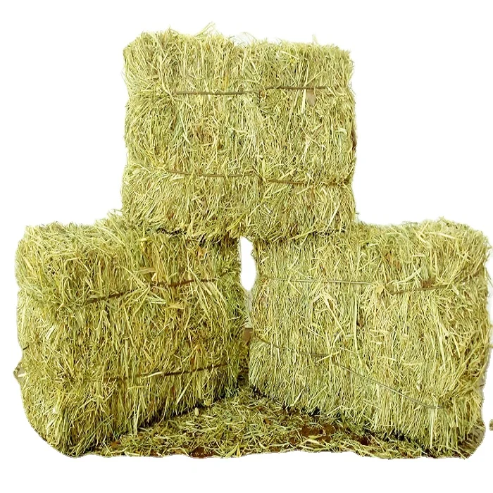Высококачественное Дешевое сено альфафа для корма животных люцерны