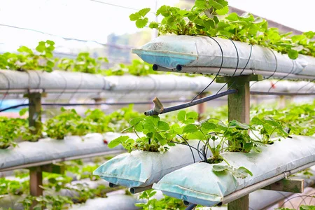 Прямая Продажа с завода высокое качество гидропонный мешок для посадки клубники