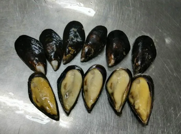 Высококачественная синяя Мидия замороженная по хорошей цене