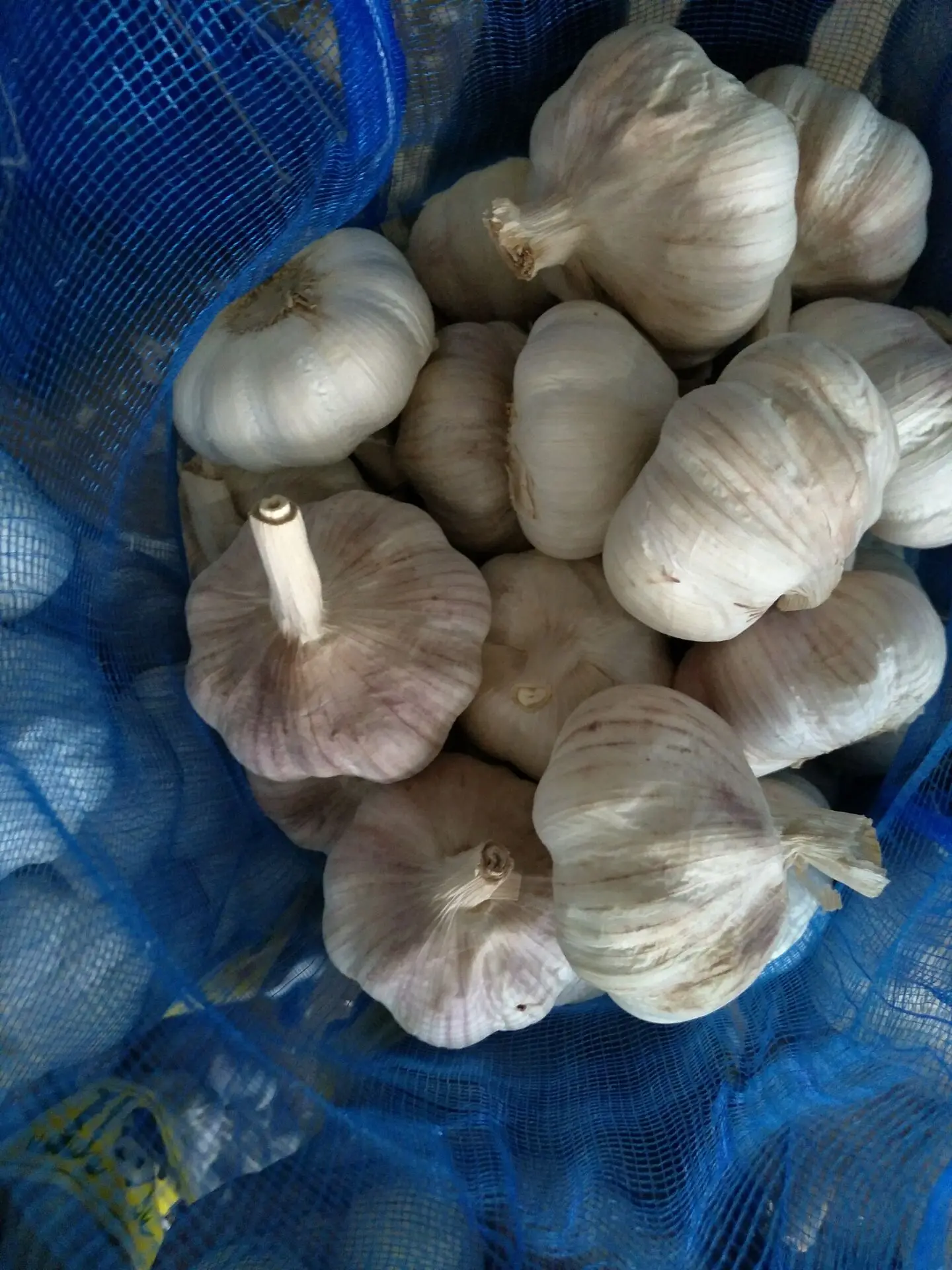 Экспортные Семена Чеснока Tianqin для посадки и 2024 нового урожая один зубчик Черного по низкой цене