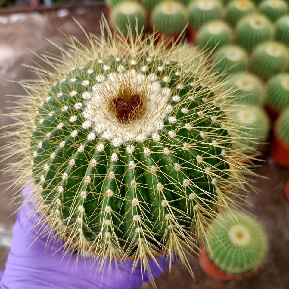 
Wholesale indoor live bead plant cactus 